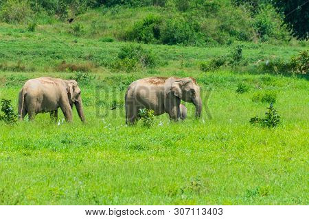 Group Of Wild Elephants Eating Grass In The Meadow Of Kuiburi, National Park Of Thailand