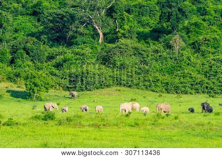 Group Of Wild Elephants Eating Grass In The Meadow Of Kuiburi, National Park Of Thailand