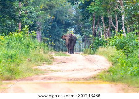 Wild Elephant Walking On The Pathway Of Kuiburi; National Park Of Thailand