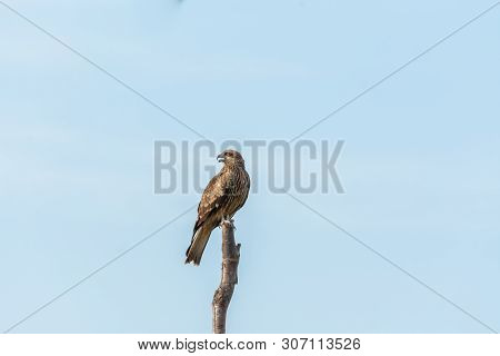 Greater Spotted Eagle Holding On Branch Of Tree
