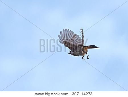 Closeup Sooty-headed Bulbul Bird Is Flying In The Sky