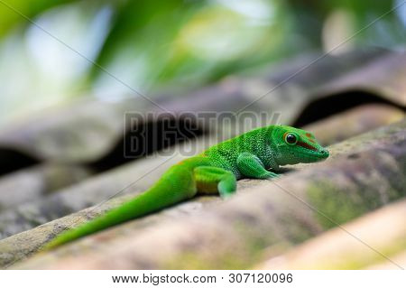 Green Gekko On A Roof Top In A Rainforest