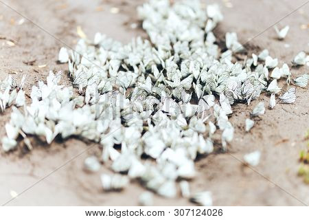 The Aporia Crataegi Butterfly From The Family Of Pierids. The Color Of The Insects Wings Is White, W