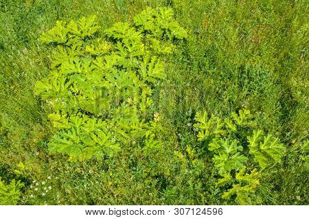 Aerial View On The Agricultural Field And Bushes Of Sosnovsky