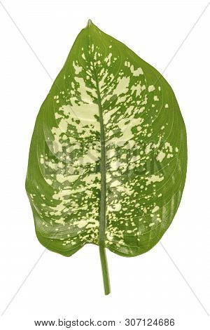 Green Dieffenbachia Leaf, Dumb Cane, Containing White Spots And Flecks. Tropical Foliage Isolated On