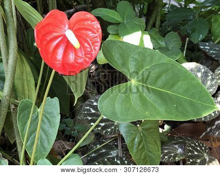 Anthurium Andraeanum, Flamingo Lily, Flamingo Flower, Anthurium Or Tailflower - Botanical Garden Zur