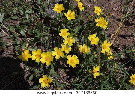 Plant Popularly Known As Mauve-subterranea, Guanxuma-rasteira, Guaxuma-rasteira, Cuerda-de-viola And