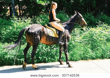 Akhal-teke Horse. Muzzle Thoroughbred Akhal-teke Horse, Photo Outdoors. Ridden By A Young Rider. Sai