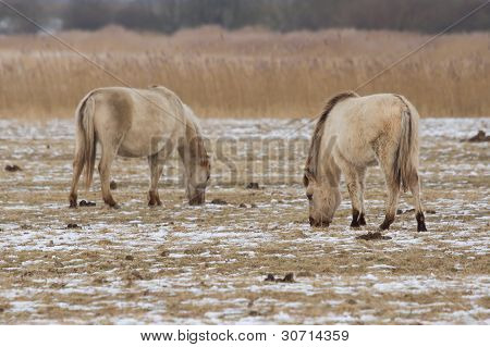 Pascolo cavalli Konik