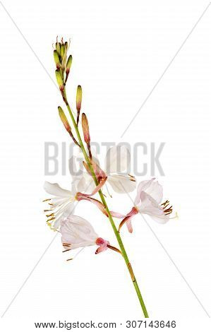 Gaura Plant In Front Of White Background