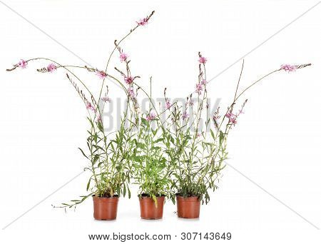 Gaura Plant In Front Of White Background