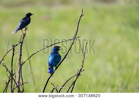 Local Kenyan Birds In Colorful Colors Sit On The Branches Of A Tree