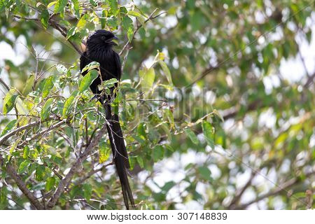 Local Kenyan Birds In Colorful Colors Sit On The Branches Of A Tree