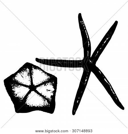 Vector Illustration Of Two Different Sea Stars In Black And White
