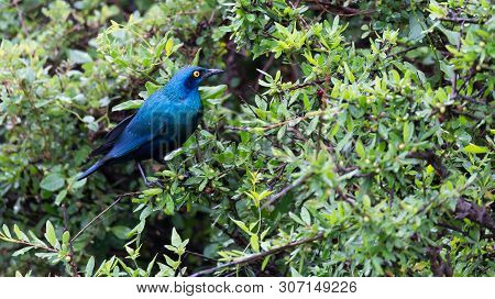 Local Kenyan Birds In Colorful Colors Sit On The Branches Of A Tree