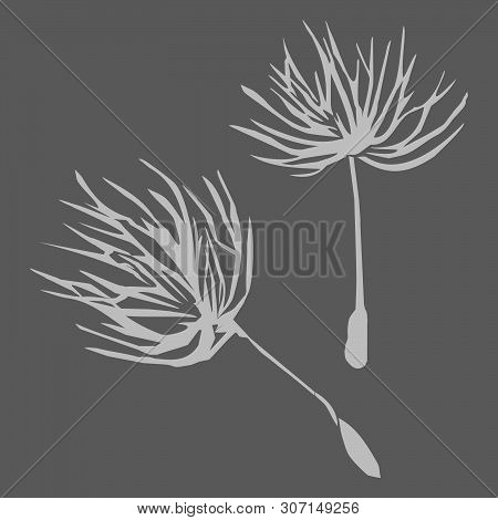 Vector Illustration. Set Of Dandelion Flying Fluff
