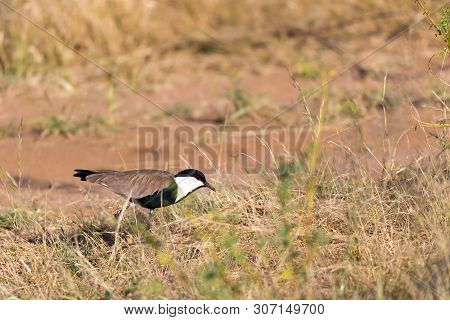 Local Kenyan Birds In Colorful Colors Sit On The Branches Of A Tree