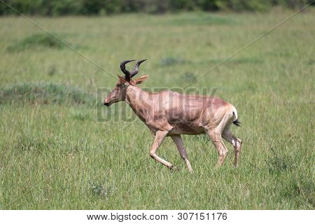 A Hartebeest In The Savannah Of Kenya