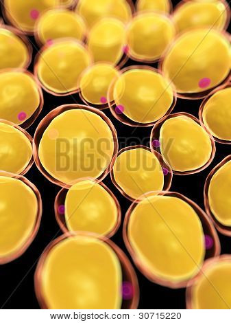 komórki tłuszczowe