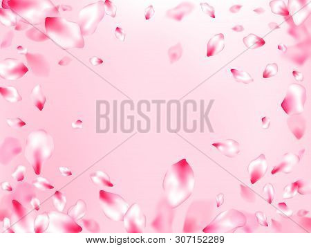 Japanese Cherry Blossom Pink Flying Petals On Rose Color Background. Isolated Flower Parts Wedding D