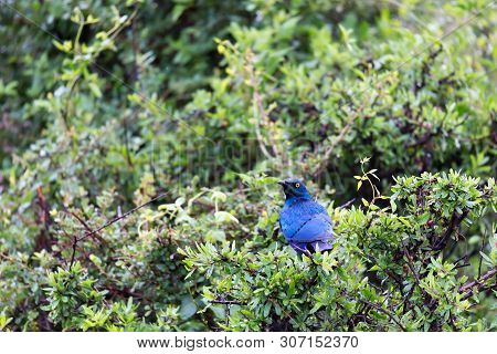 A Local Kenyan Birds In Colorful Colors Sit On The Branches Of A Tree