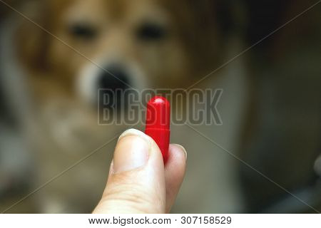 Woman Hand Holding Pills And Close-up Medicine And Medications That Are Important In Pug Dogs. Blurr