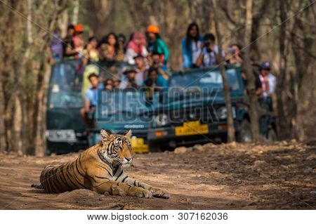 Showstopper A Wild Male Bengal Tiger Sitting On Road And In Background Safari Vehicles Sighting This