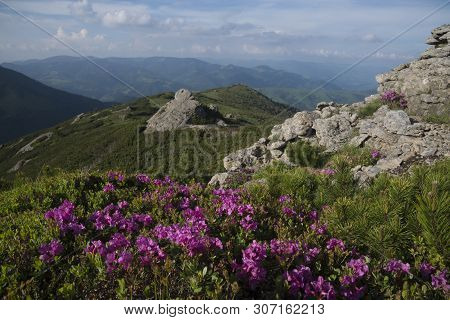 Mountains Landscape With Pink Rhododendrons In Foreground. Flowers - Rhododendron Kotschyi.