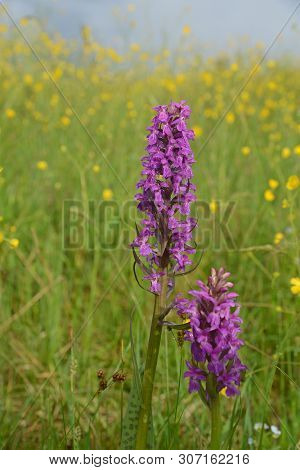 Purple Orchids Against Yellow Meadow Background. This Is Orchis Mascula Or The Early-purple Orchid.