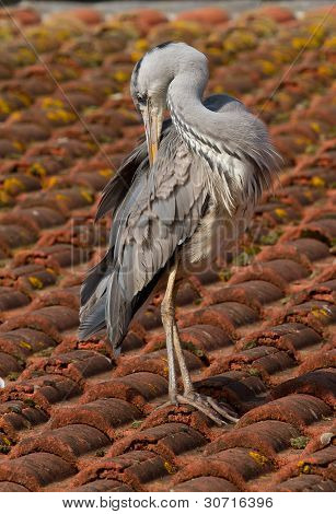 Un airone blu su un tetto