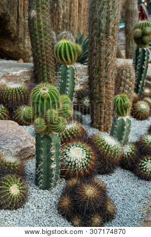 Green Cactus Plant, Natural Texture Background Concept, Copy Space