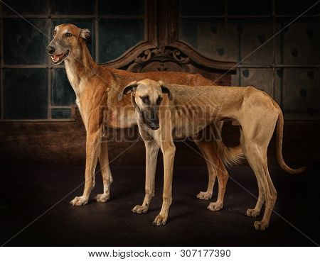 Two Greyhounds Dogs (hortaya Borzaya And Sloughi Breed) Standing In Front Of Vintage Background