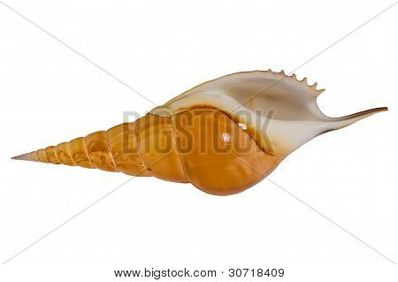 Sea shell Tibia