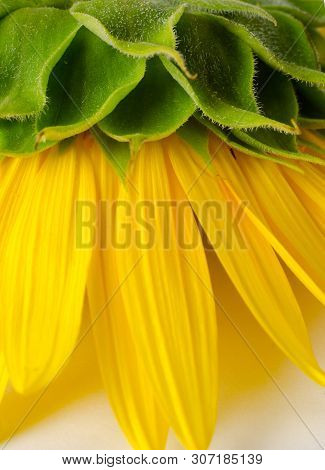 Back Side Of Bright Yellow Sunflower. Sunner Agricultural Background.