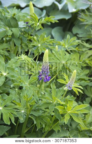 Lupin Mutabilis Bluebells Flower Under Natural Light