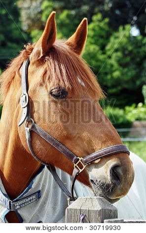 horse Chestnut