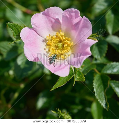 Thick-legged Flower Beetle (oedemera Nobilis) On A Bloom In Summer