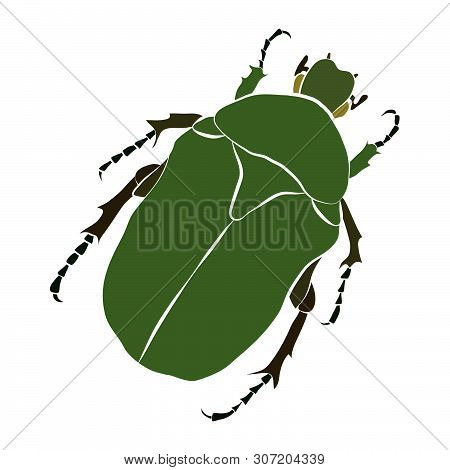 Vector Illustration Of Green Beetle. Cryptocephalus Sericeus