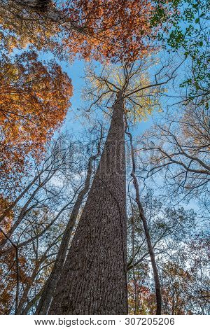Looking Up At A Very Large Tree From The Ground Up To The Blue Sky In Autumn