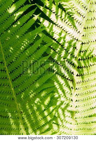 Fern Leaves Close Up. Green Leaves Of Forest Fern. Fern Leaves On Top Of Each Other.