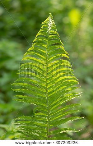 Fern Leaves Close Up. A Single Leaf Of A Forest Fern. Green Leaves Of Fern.