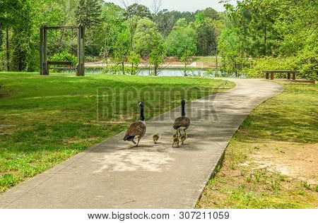 A Pair Of Parent Geese Taking Their Baby Chicks For A Walk In The Park To Go Down To The Lake On A S