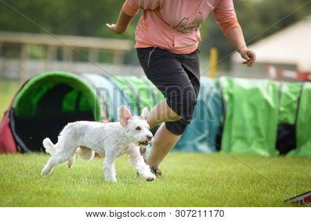 White Dog Is Running On Agility Competition. Amazing Day On Czech Agility Competition. They Are Midd