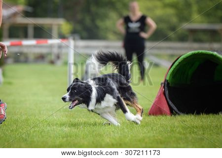 Dog Tricolor Border Collie Is Running On Agility Competition. Amazing Day On Czech Agility Competiti