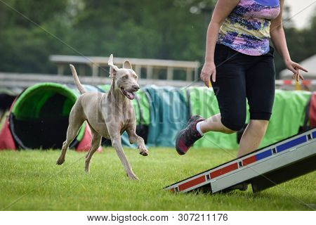 Dog, Weimaraner In Agility In Zone. Amazing Day On Czech Agility Competition.