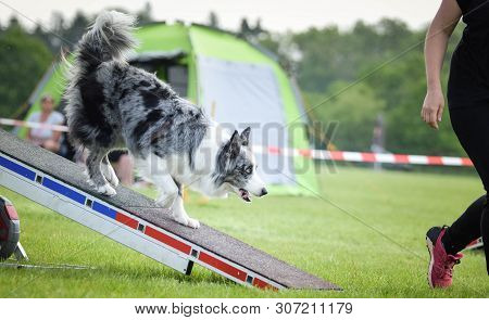 Dog Border Collie In Agility Balance Beam.  Amazing Day On Czech Agility Competition. They Are Middl