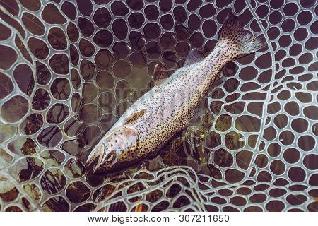 Trout Fishing On The Lake,sport Fishing And Recreation