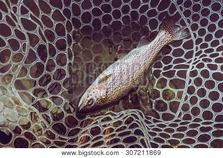 Trout Fishing On The Lake, Sport Fishing And Recreation