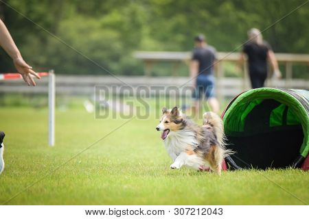 Dog Sheltie In Agility Tunel. Amazing Day On Czech Agility Competition. They Are Middle Expert It Me