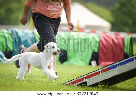 White Dog In Agility Balance Beam.  Amazing Day On Czech Agility Competition. They Are Middle Expert
